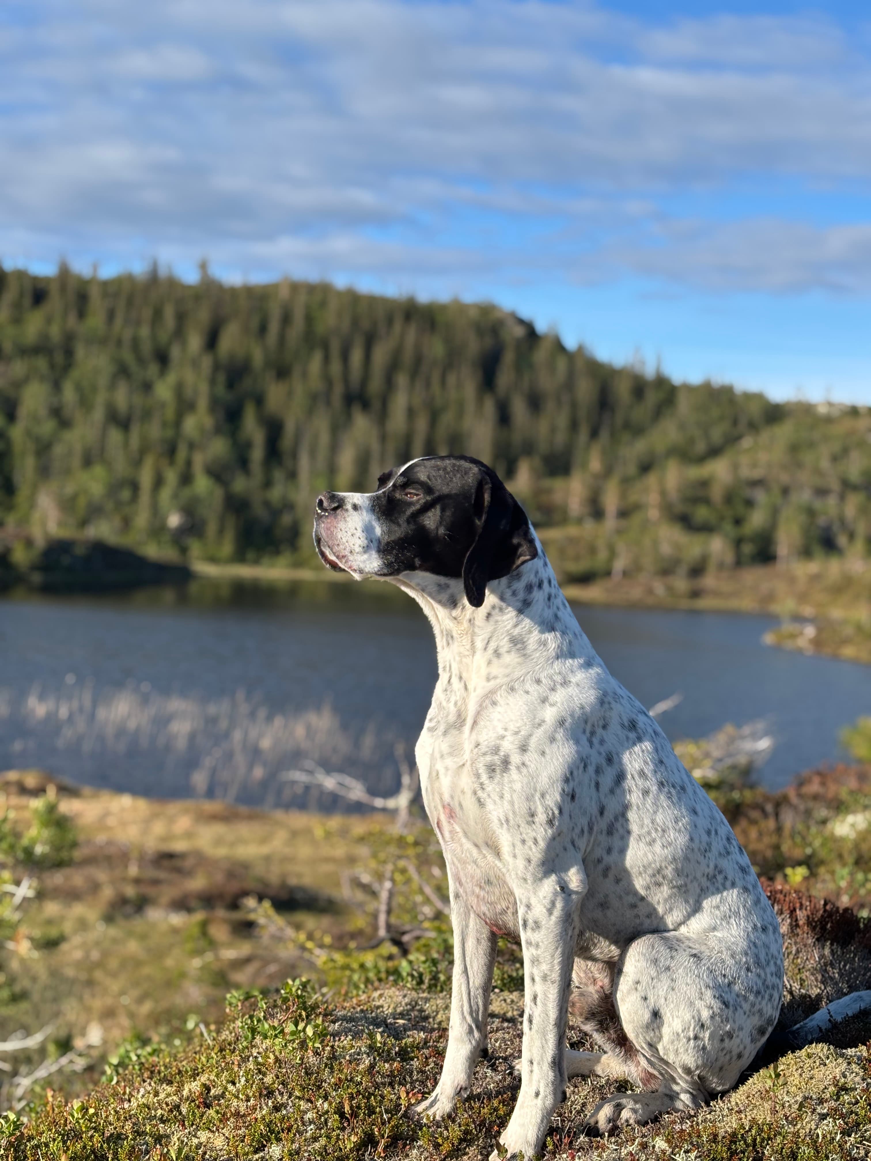 Kyrre