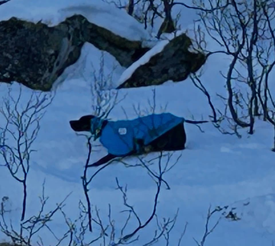 Tipptoppers J-Carla Del Ponte