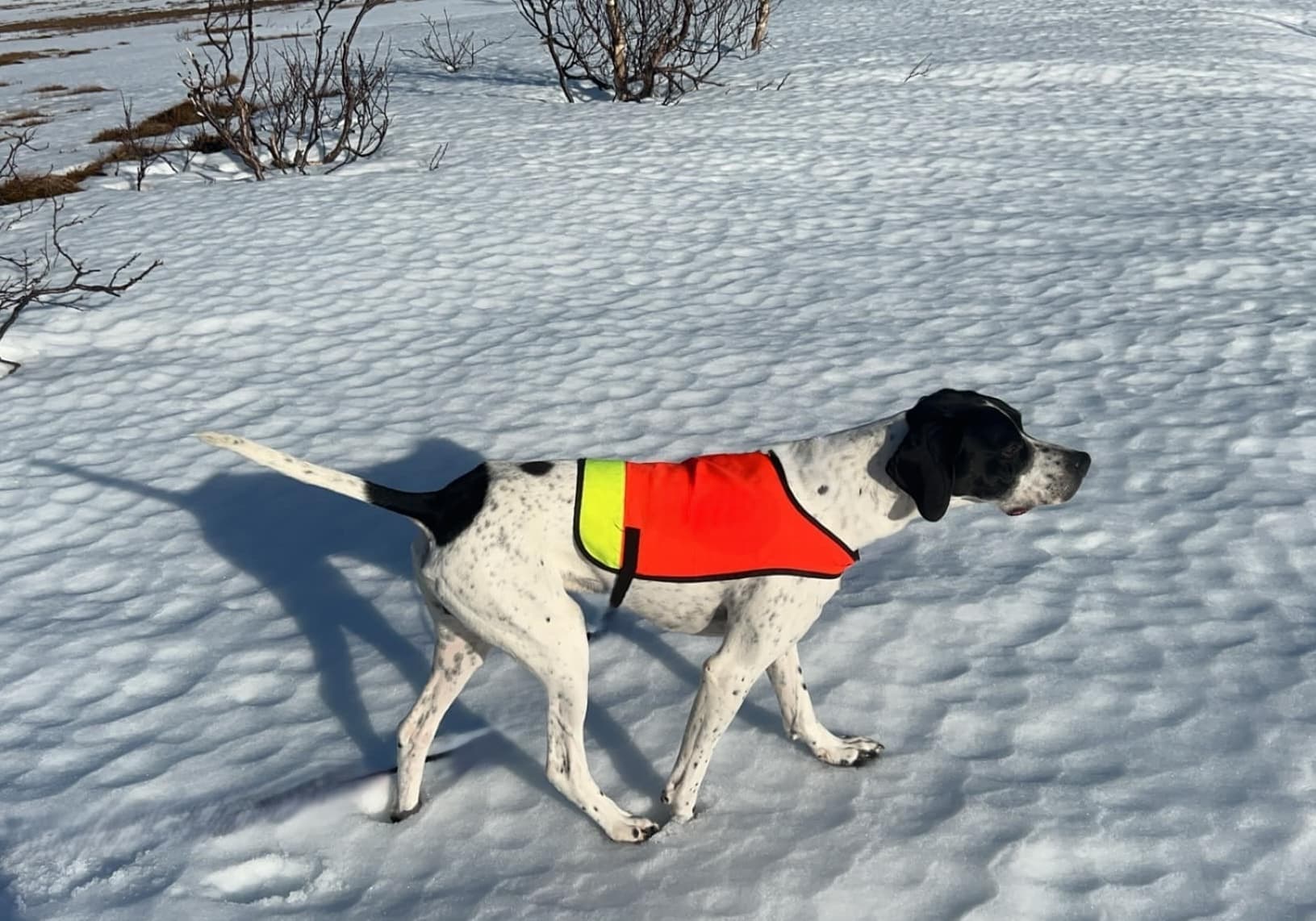 Bergsteggens BL Sniff